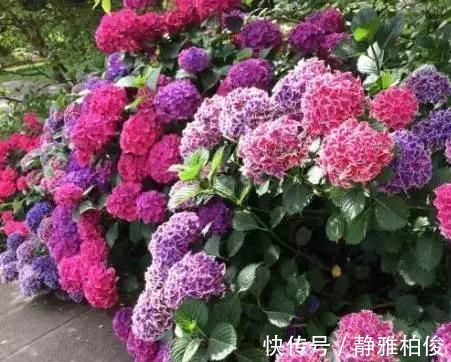 养护|这5种花种在家里一不小心就变成了花海