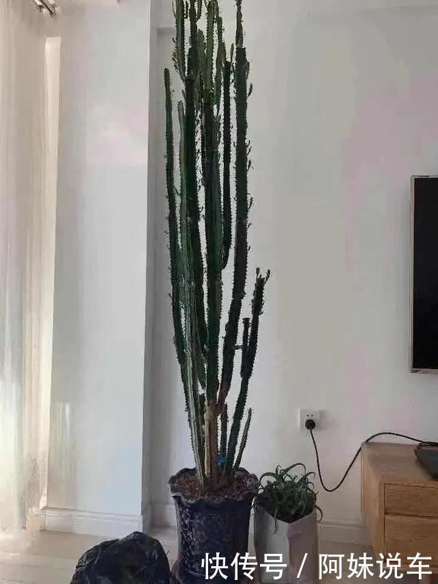 风水|客厅养花就选这六种，寿命长、寓意好，省心又好养，你家养了几种