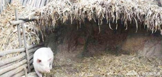 选择|老农家猪圈离奇丢猪,无奈选择报警,专家赶来后却乐开了花