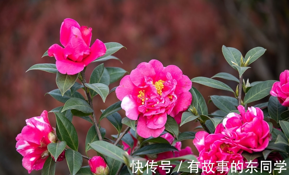 养护|八月养茶花，学会正确养护方法，冬季开花又多又鲜艳