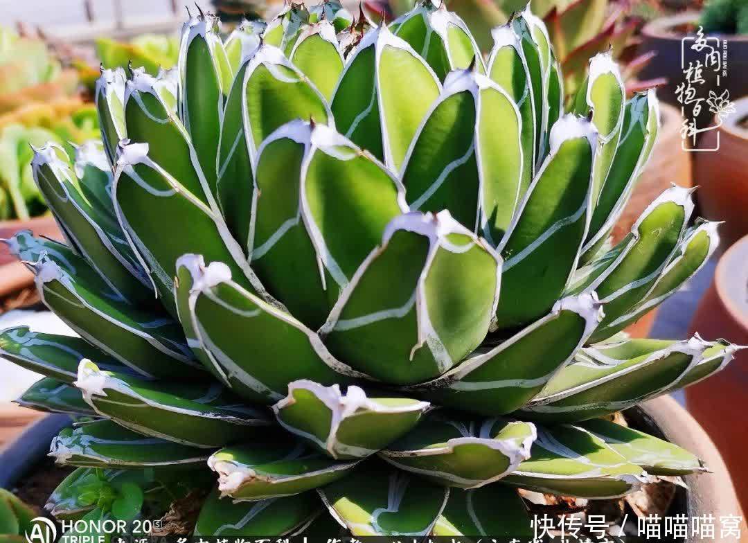 多肉|你是爱,是暖,是希望,你是人间四月天!