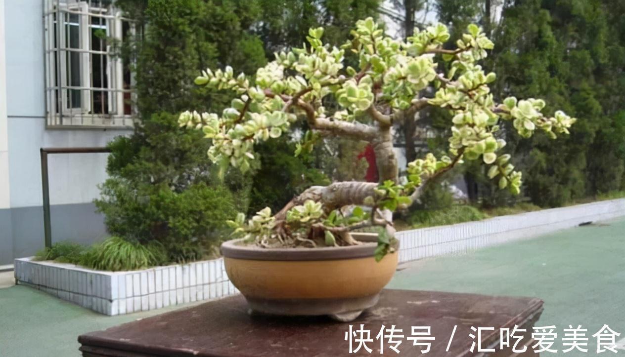 嫩叶|养好金枝玉叶,无非掌握5要点,做到位了,枝干粗壮嫩叶窜