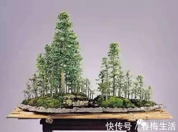 丛林式|山野丛林怎么样才能变成精致的盆景？9个步骤告诉你！