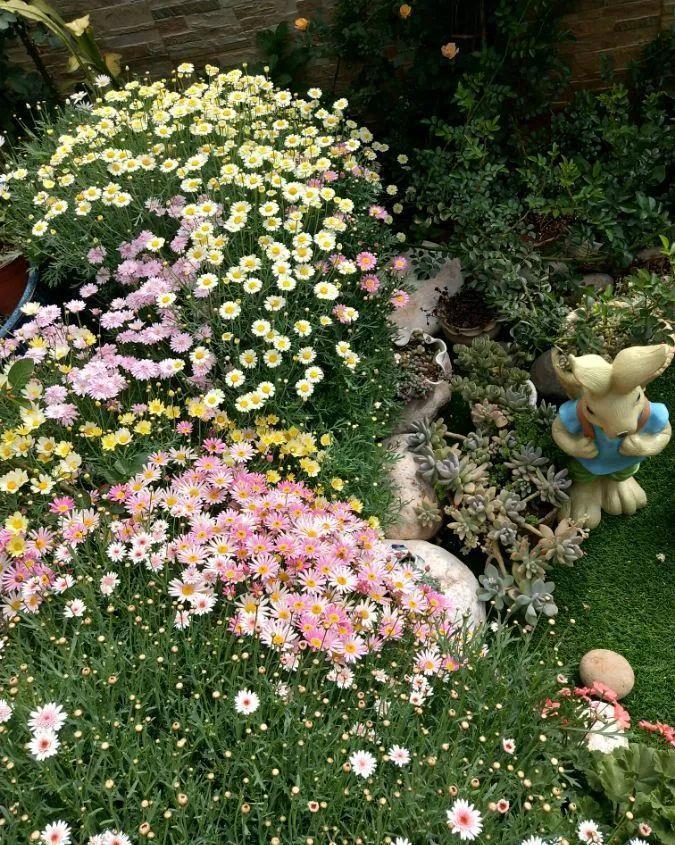 养花技巧:大冬天,她家的小院开满200盆花,全家人过年围着看!