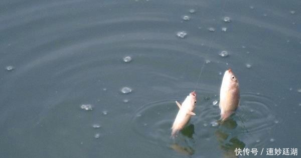 鱼窝|冬钓鲫鱼,这些鱼窝可以“看”出来,遇上别放过,这里下竿准没错