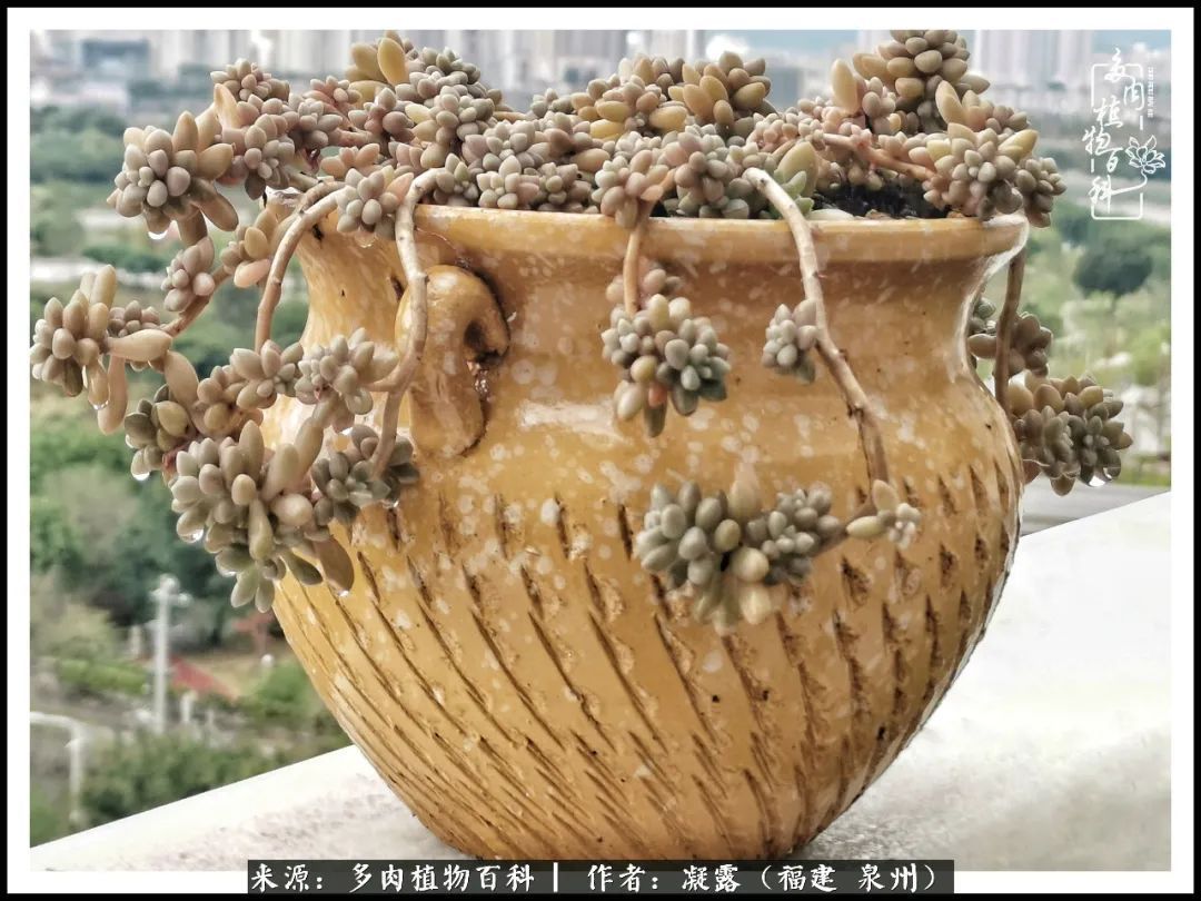 喜欢养肉,喜欢赏肉,更喜欢拍,如此怎能不掉肉坑