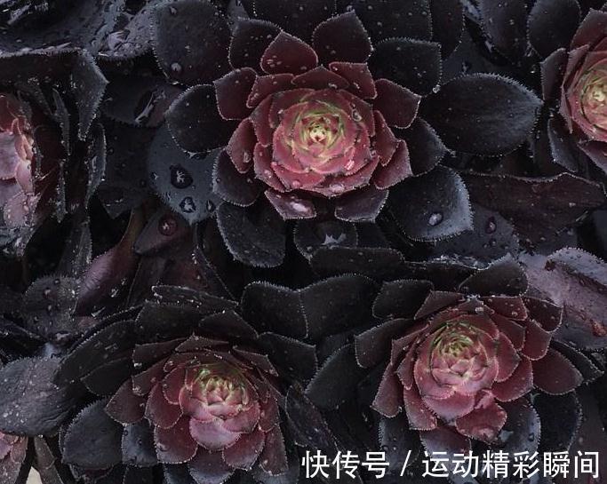 养多肉这些法师一定要养,便宜又好看,关键是新手也能养出状态