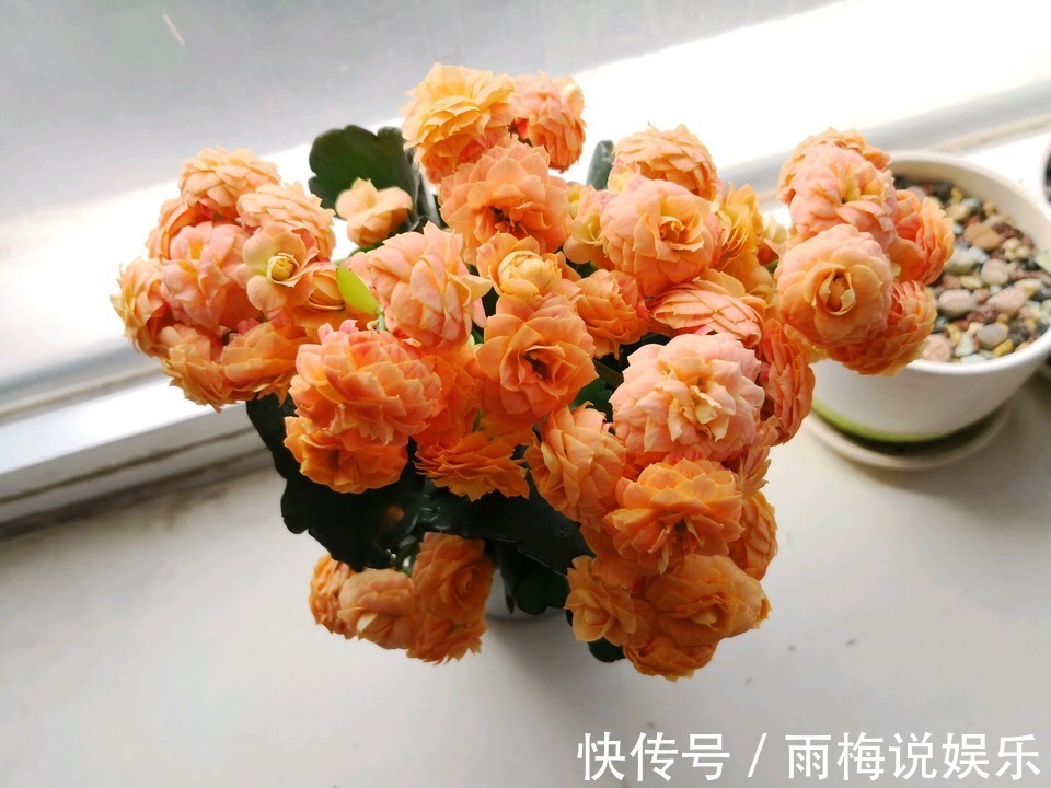 秋季|养长寿花、天竺葵，喂上1种“粉末”，花比叶子多，百试百灵