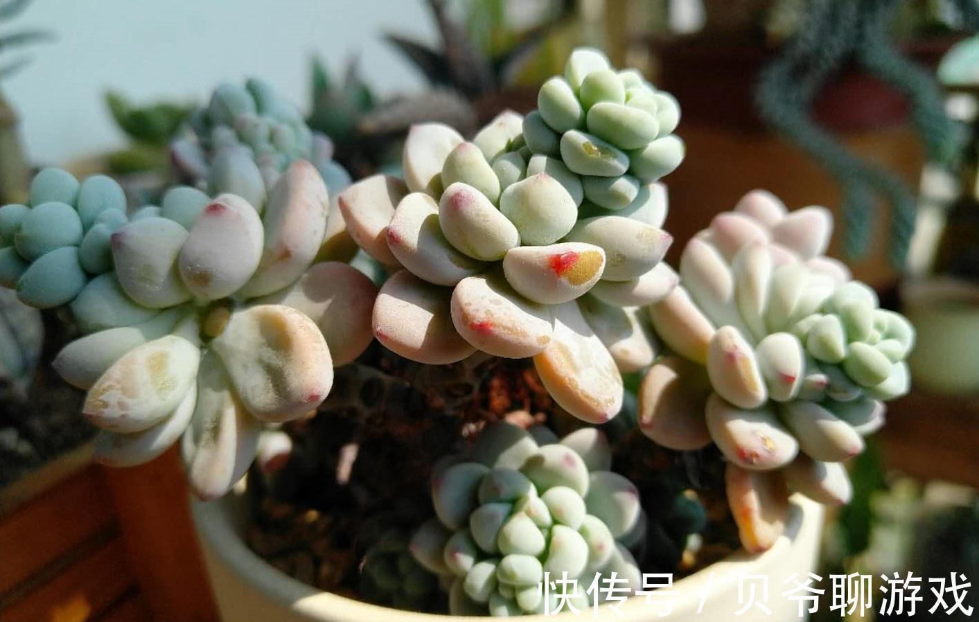 多肉劳尔冬天怎么养，做好这三点，也能红润饱满香味浓