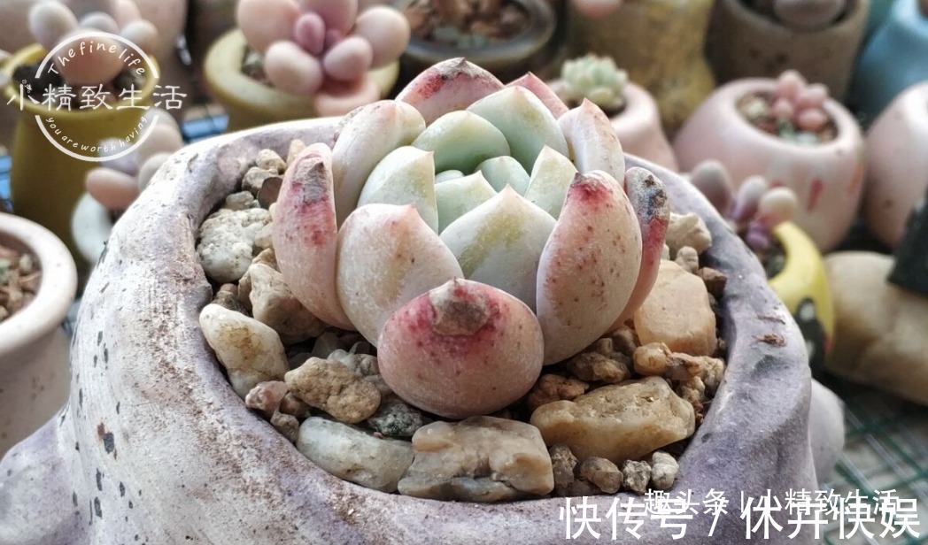 别以为立秋了,多肉就安全了,还有“秋老虎”,不要掉以轻心哦