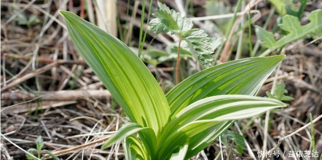 常备药|有一味剧毒的中药材,在古代是家家有,和参类中药是“仇家”