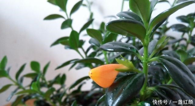 回家|看一眼就想买回家的花, 好看又好养, 看看它们都是谁!