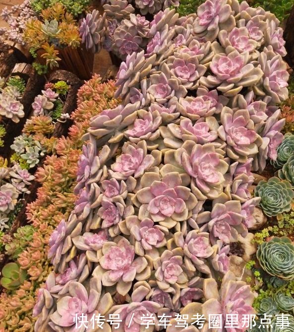 以树干为花盆,可以把紫乐养出“一面墙”,感兴趣可以试试!