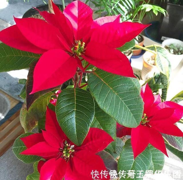 花色|客厅别养“10种花”,虽然很漂亮,却是不利于健康的“危险花”