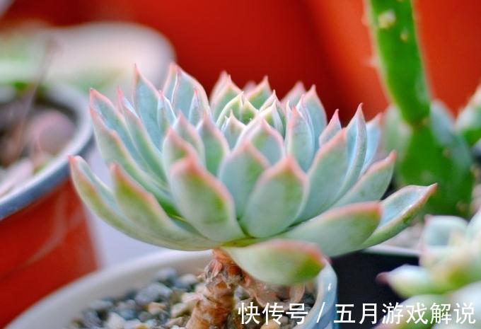 养护多肉植物别光关注浇水,合理配土才是关键,这样才是佛系养肉