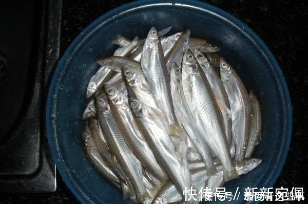 蛆虫|钓白条鱼真是累人,用我分享的方法,只要你下钩,它就在那等你