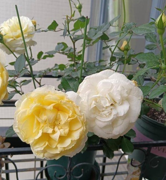 6种“大吉大利花”,开春养一盆,花苞爆开,“招财又旺家”