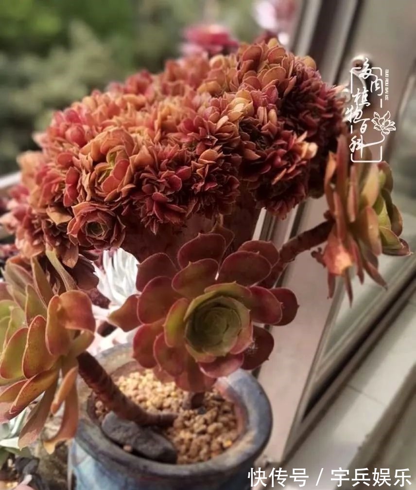 多肉植物|养多肉三年多九万里悟道,终归诗酒田园!