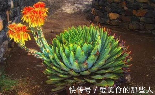 养花试试这几款，花朵太精致，非常罕见