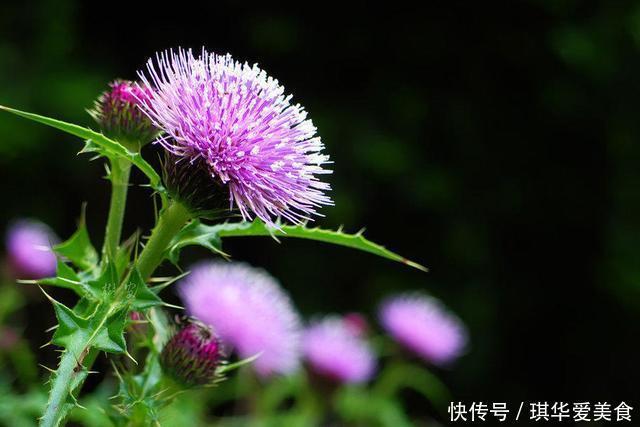 这种“野花”采摘要带工具，摘下直接煮水喝，对人身体好！