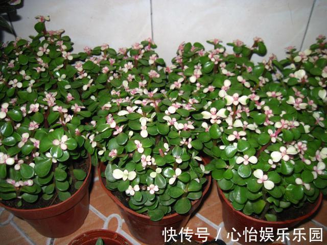 金枝玉叶|株型精致易培养成老桩,学会这4点,自己在家扦插“金枝玉叶”