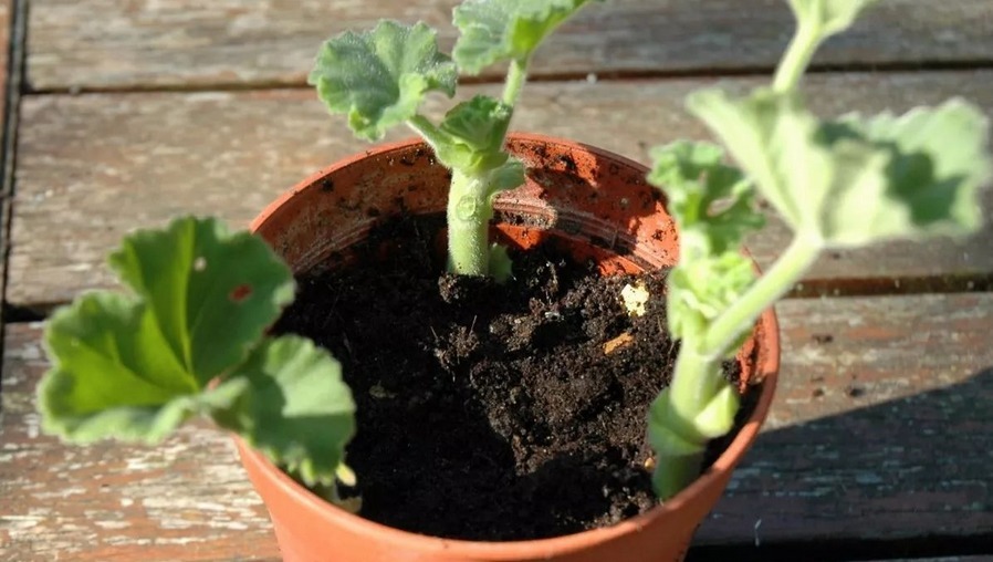 花友们|没有生根粉,扦插育苗不用怕,拿这3样水泡泡,效果一样