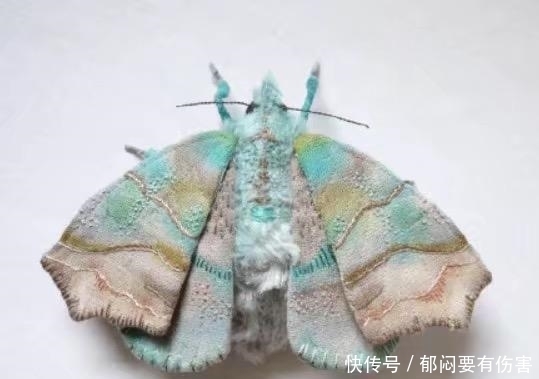 有钱|3只蝴蝶，哪只有毒？测你哪个年龄段最有钱？