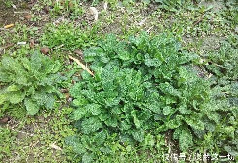 提个醒在路边遇见这种野草,一定要拔回家,现在知道还不晚