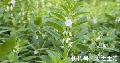 中草药|农村常见的叶子，用”它“泡水，坚持一个月，白发变黑发