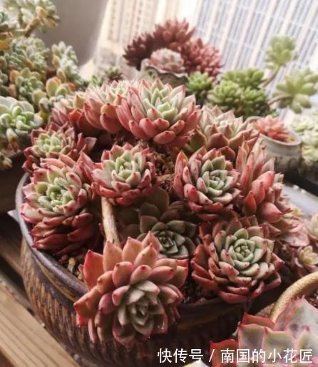 精品|8种莲花座多肉，每一种都是精品，看一眼就入坑了，你养过几种？