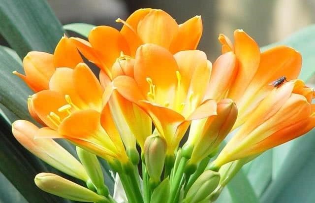 钱大爷养“君子兰”,只用一种养花“土”,原因便宜还特肥沃