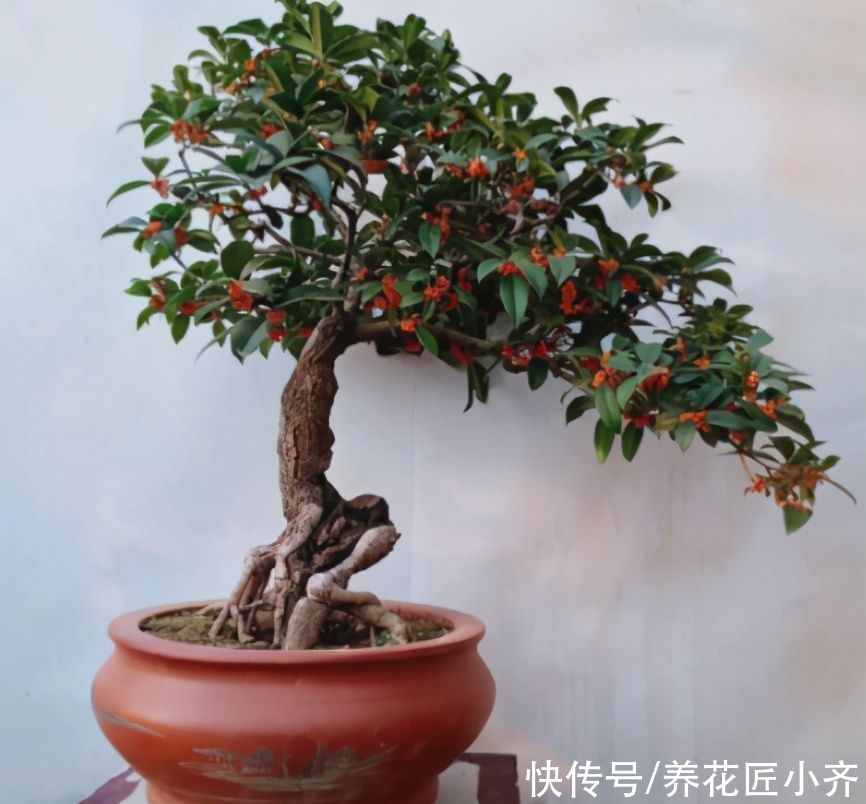 三足一通|进入5月养桂花，做好“三足一通”，枝条长势旺，叶子大又绿