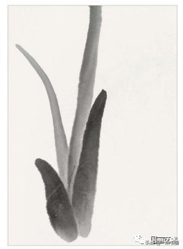 教程@图文教程——芭蕉画法