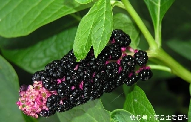 商陆|农村里一大“恶草”,被认为有毒,却不知根似人参,叶是极佳野菜