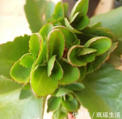 养分|长寿花开完花别偷懒,做好这4点,还能继续复花