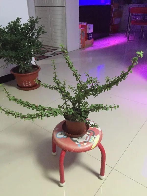 虎皮兰,红掌,吊兰养成老桩,变成大树,真壮观