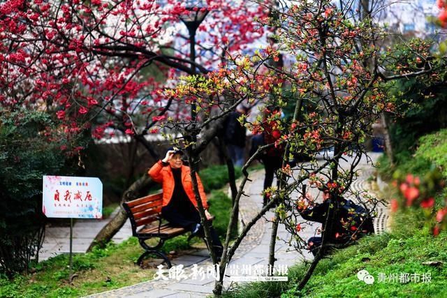 贵阳市区游园赏花去哪里？这里有份指南