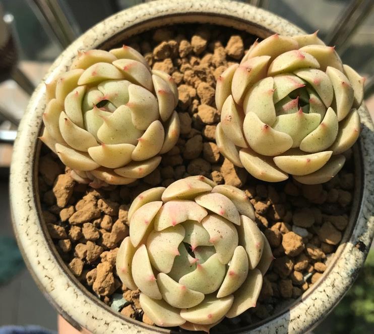 家里的多肉植物越养越瘦这样浇水,储藏水分,叶片肥厚多汁