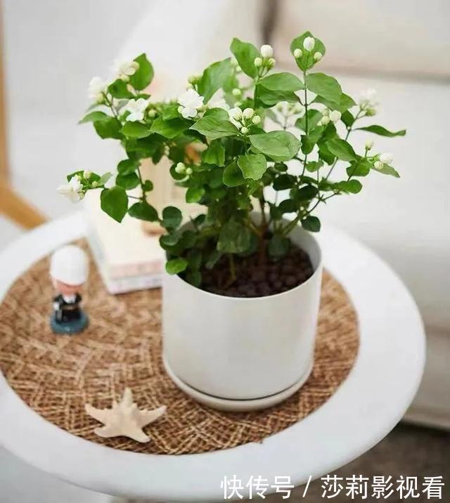美誉|客厅养花就选这5种,清雅又大方、越养家里越干净,越养越健康