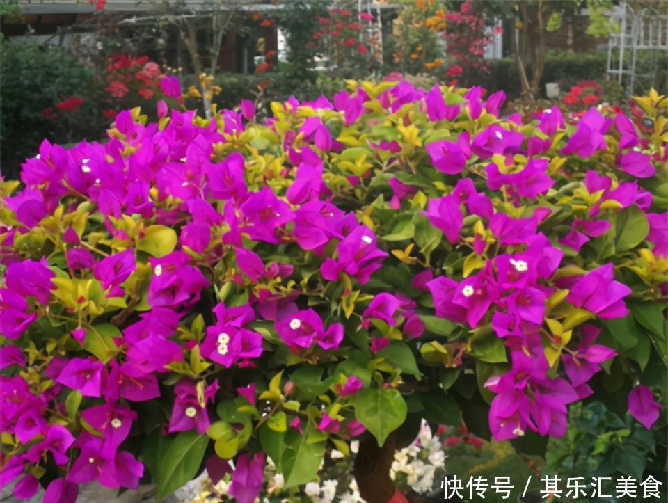 冬天养三角梅,3个小动作,年年开花,不愁没花赏