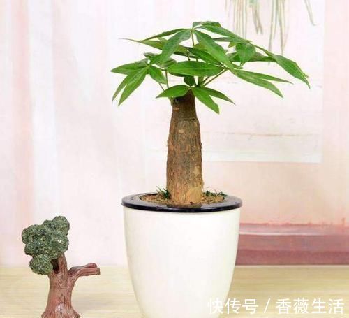 养护|发财树这么养,半年就从指头宽长到大腿粗,植株健硕,四季常青
