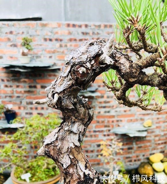 一棵爆皮非常到位的山松盆景,各位大神进来看看,这算不算精品?