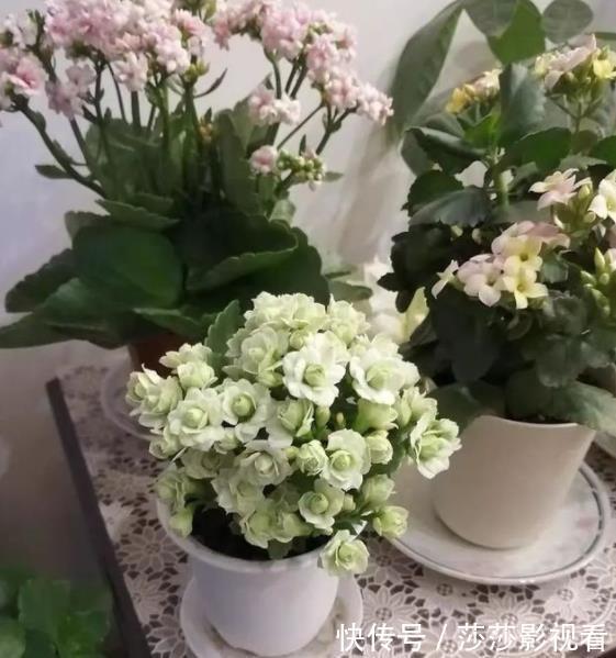 此款网红花,花型饱满似玫瑰,多季节有花赏,是阳台盆栽佳品