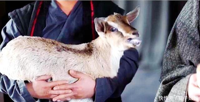 秦赋|大秦赋热蜜浆、烧肉已腻全体烤全羊嬴政就爱搞团建真香!