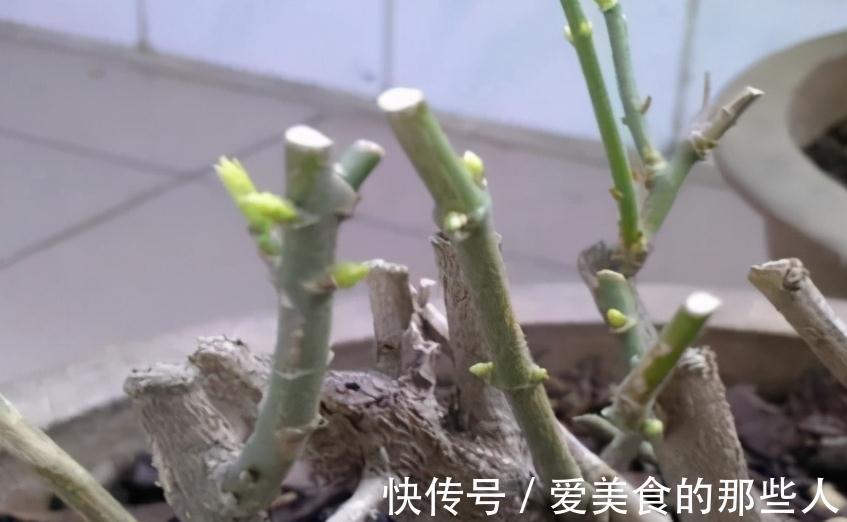 11月养茉莉,狠心剪1刀,做好4个不能,来年长势猛,花艳