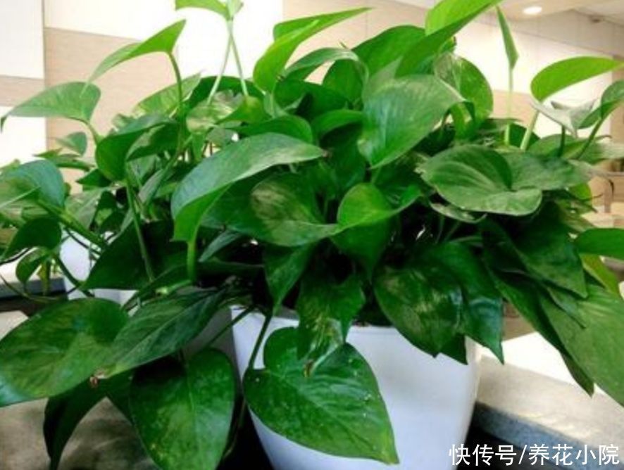液汁|养了多年的绿萝,才知道是有毒植物,还能不能放在室内养了?