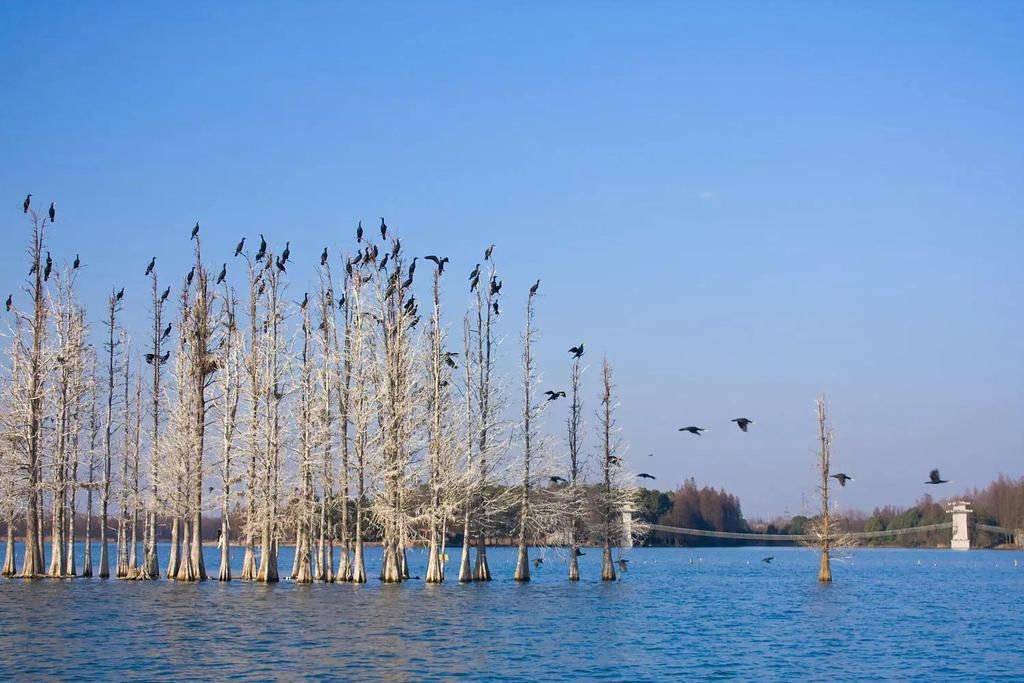 武汉有座国内最大的城中湖，比西湖大六倍，风景绝美不输西湖