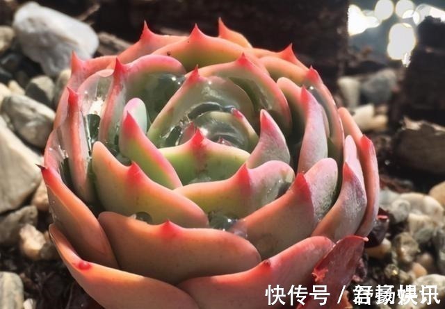 玉蝶|喜欢养多肉,应该挑战一下玉蝶,可以控出这状态,不得不佩服