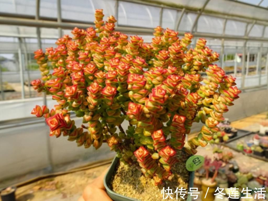 浇水|养多肉小米星，掌握“3秘诀”，叶片肥美，颜色好看得不得了