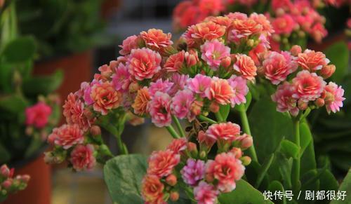 金边瑞香|冬天我只养5种花，耐寒又好养，最后一种不开花也好看！